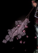 吹華の枝満開グラ.jpg