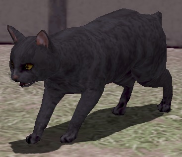 黒大猫.jpg