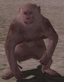 茶猿.jpg