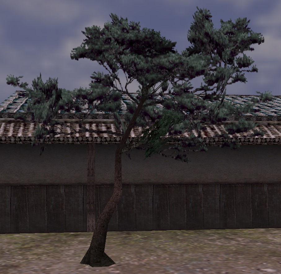 小さな松の植木.jpg