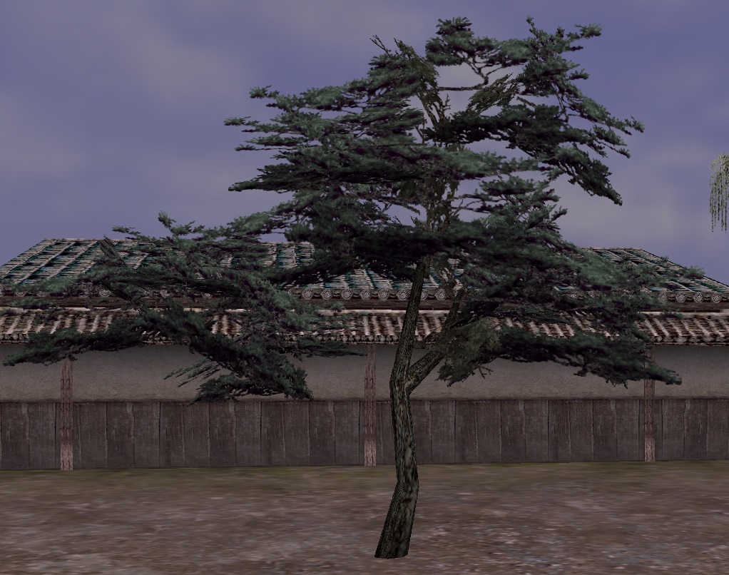 松の植木.jpg