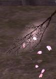 桜の枝満開2.JPG
