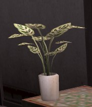 異国の植木鉢.jpg