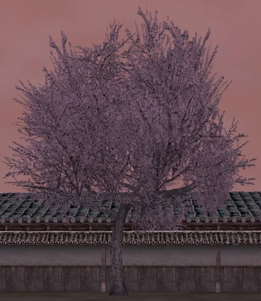 桜の植木の画像