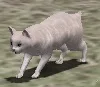 変身薬・猫:白猫