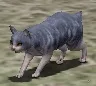 変身薬・猫:灰猫