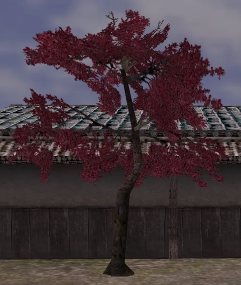 かえでの植木の画像