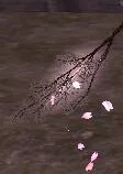 桜の枝満開(視覚付):桜の枝満開2